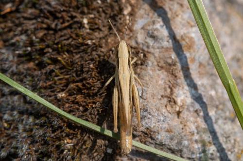 Réf. 298 334 : Euchorthippus elegantulus